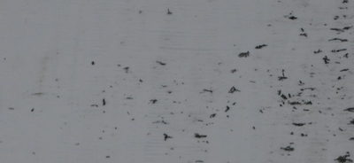 Ammann předvedl nejdelší let na mamutu